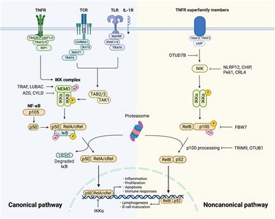 Frontiers Nf B And Its Crosstalk With Endoplasmic Reticulum Stress